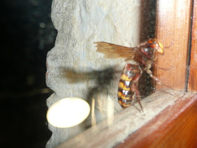 calabrone, vespa crabro, hornet