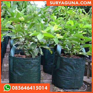 planter bag dari suryaguna 085646415014