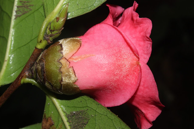 Camellia mairei var. lapidea