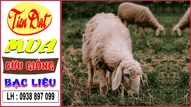 Mua cừu giống tại Bạc liêu uy tín đảm bảo giá tốt