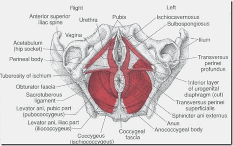 Perineal body maintains