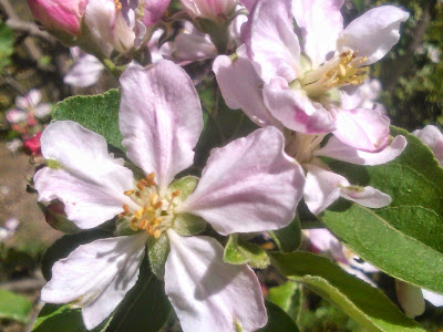 flores de manzano