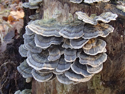 wrośniak różnobarwny. Trametes versicolor