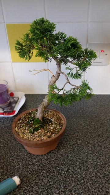 bonsai, juniperus bonsai, training juniper, itoigawa bonsai