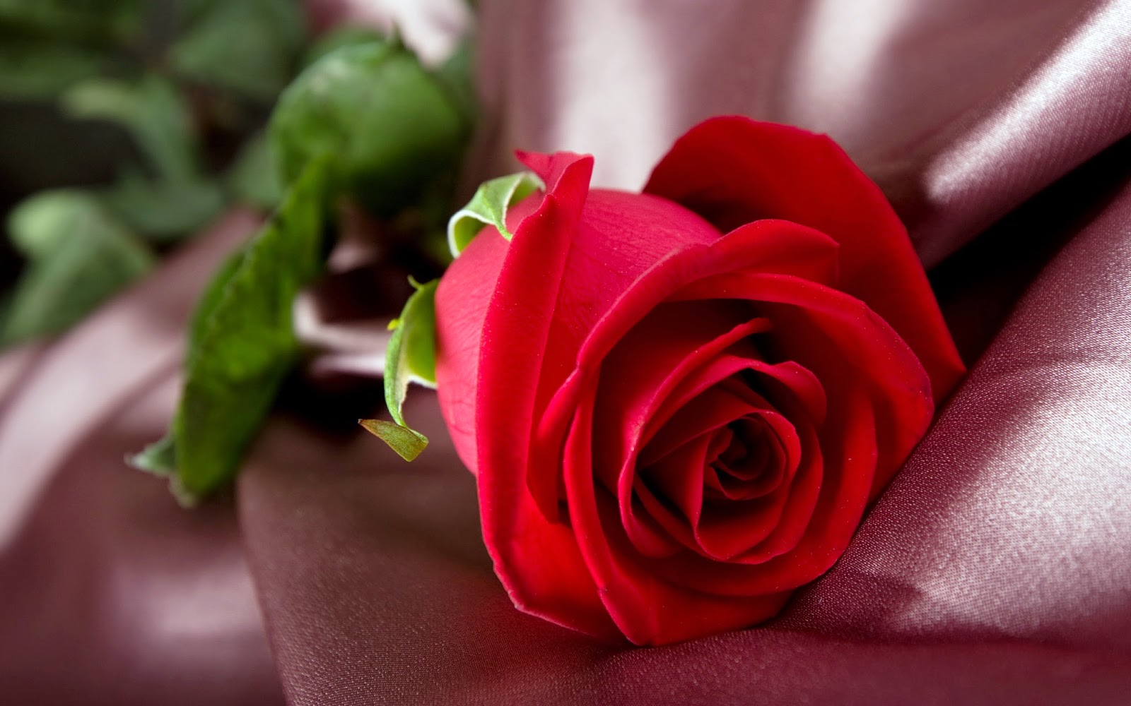 beautiful red roses wallpapers