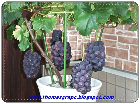 THOMASGRAPE TABULAMPOT ANGGUR 