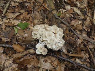 Polypore en ombelle - Cladomeris umbellata 