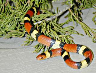 Coral Snake