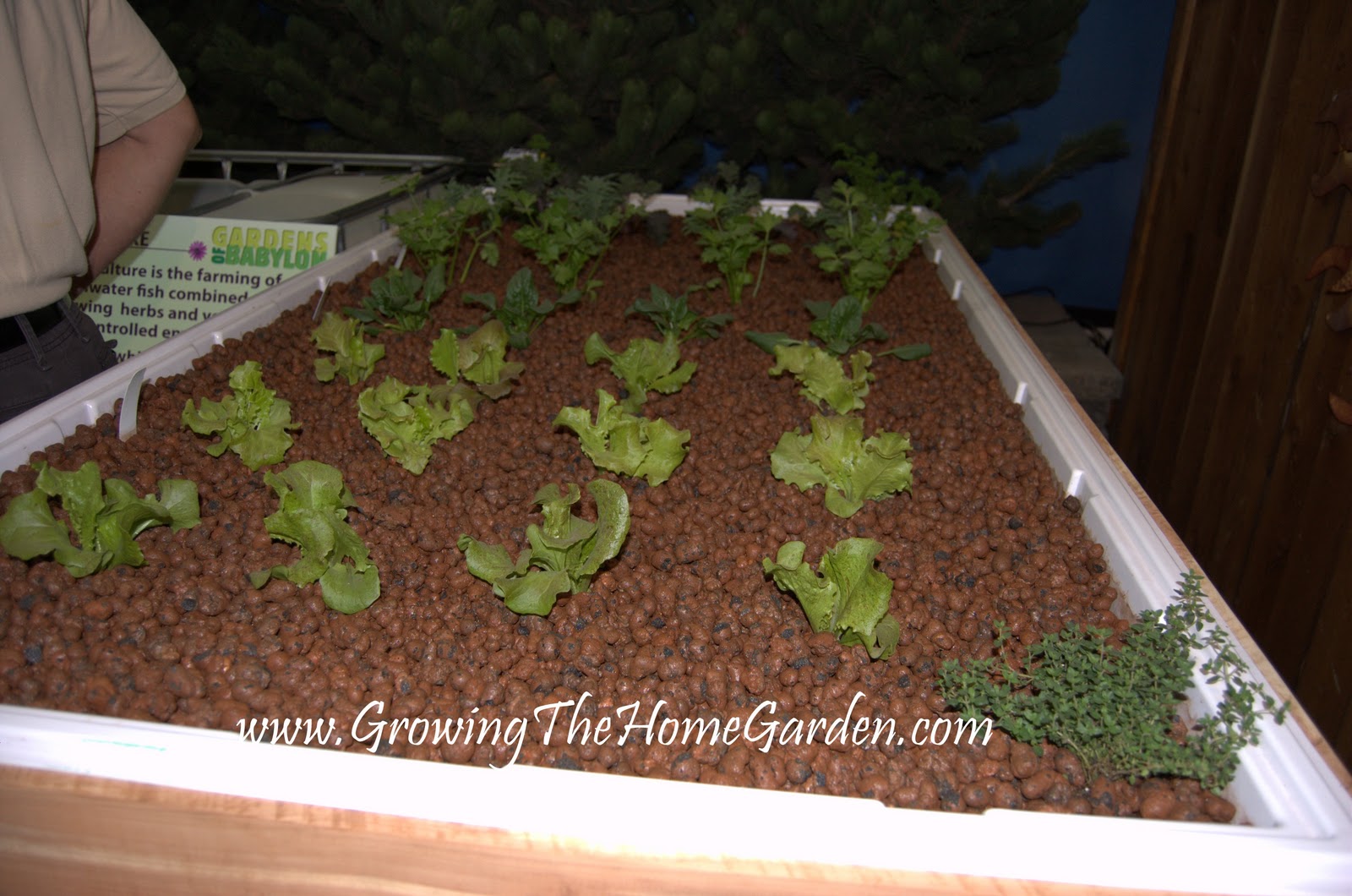 Gardens of Babylon had this demonstration garden set up for aquaponics ...