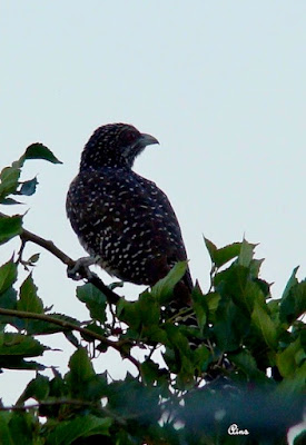 "Asian Koel, rare for Mount Abu, female sitting on a branch"."