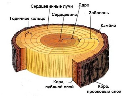 Поперечный разрез ствола