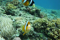Snorkeling - Lombok Tour Package