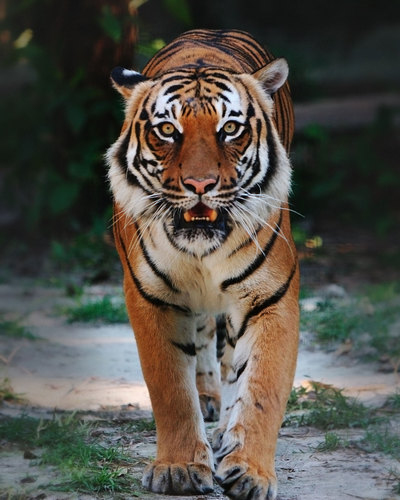 Tentang Harimau  animallabel