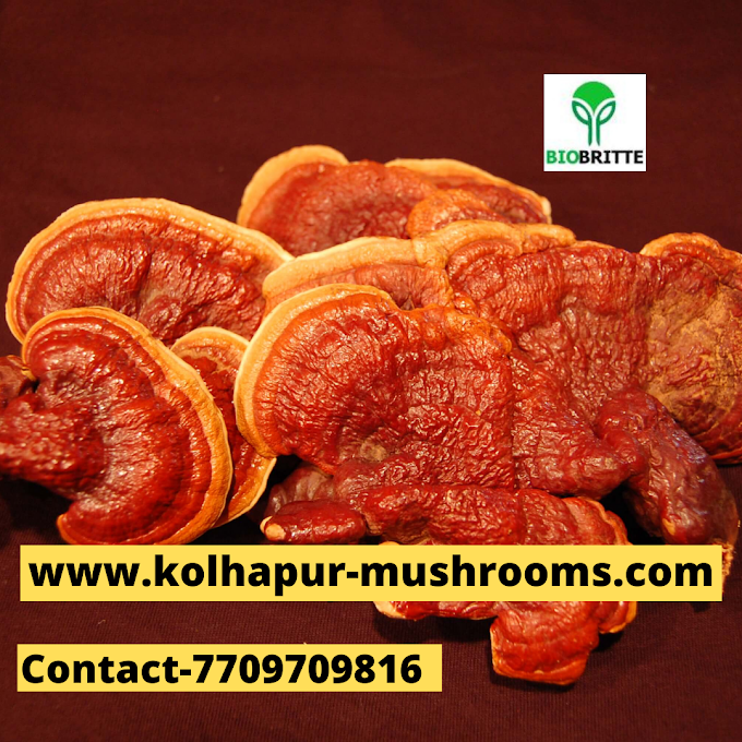 Buy Ganoderma Mushroom Online |Mushroom Spawn Supplier In Brunei | Scope Of Ganoderma Mushroom In Kampong Ayer