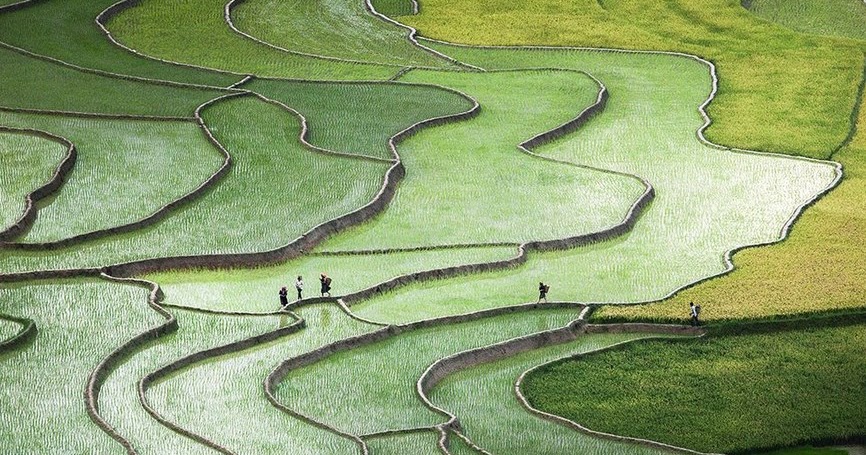 Fotografi Landscape dengan tema Sawah Tropis di 