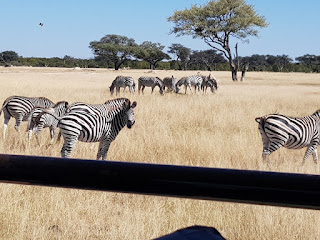 Chobe National Park Day Tour