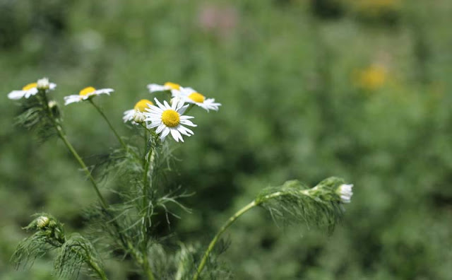 Mayweed Flowers Pictures