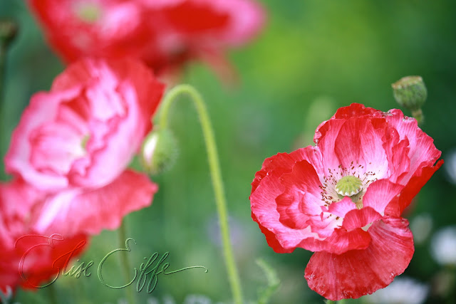 Hot pink poppies - spring flowers