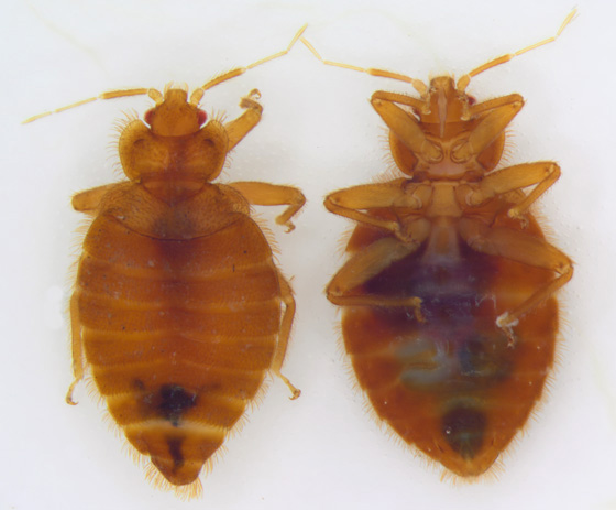 Insects in the City: How much would you pay for a bed bug?