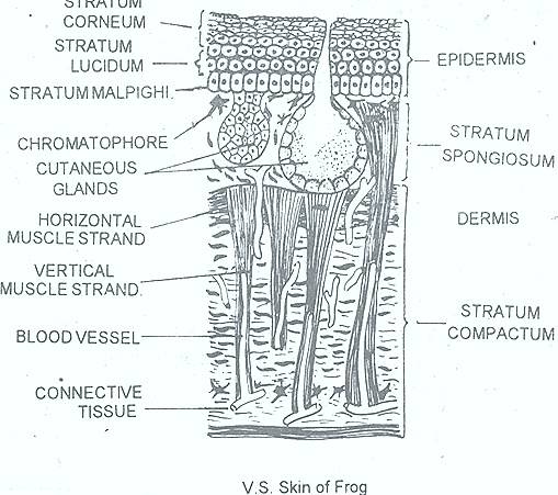 rana-skin-frog-integument