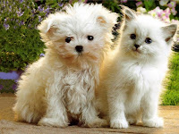  Puppies-Wallpaper-107