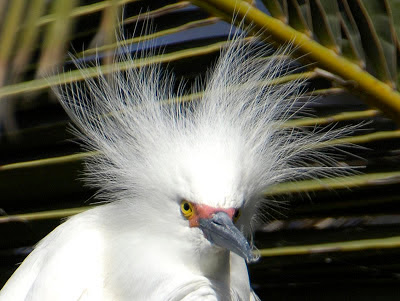 Snowy Egret Bird