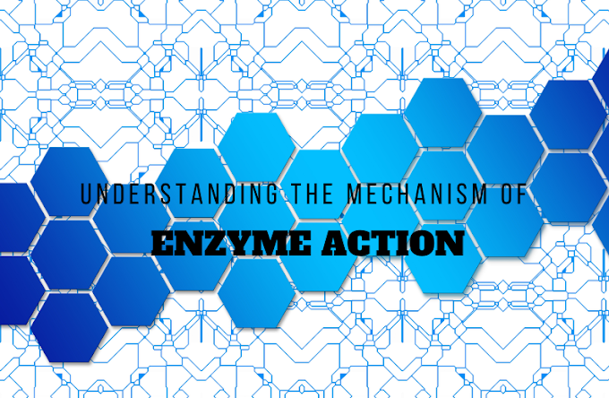 Understanding the Mechanism of Enzyme Action