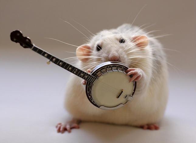 images Funny Rat Pictures funny cute cool and amazing animals