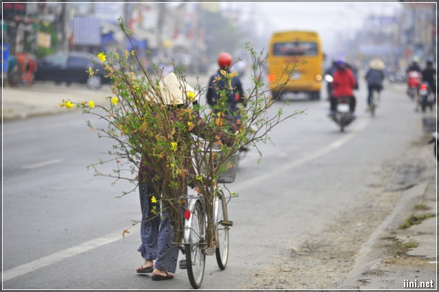 Mẹ chở hoa mai về chưng Tết