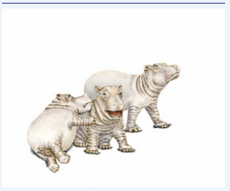 Hippos