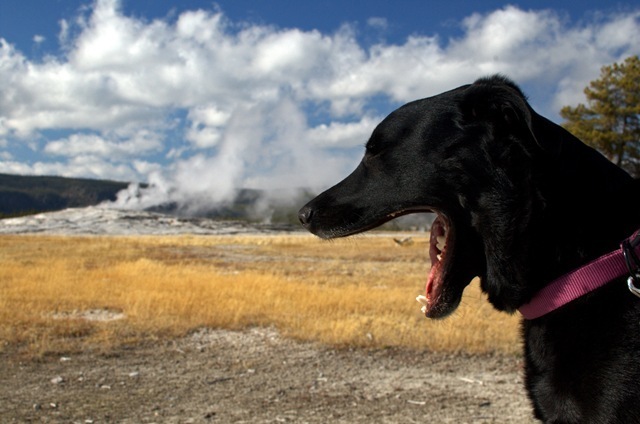 Bijou Old Faithful[3]