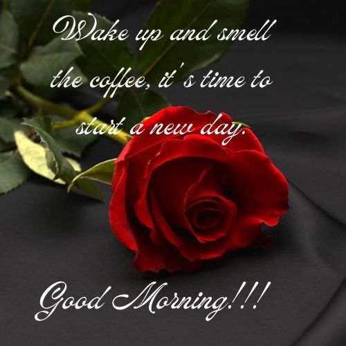 Red Roses Good Morning Images with Blessings