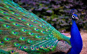 lovely-bird-of-india-peacock-images