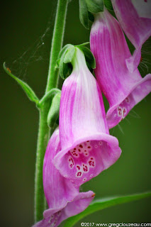 digitale pourpre (Digitalis purpurea) Trois Pignons, Fontainebleau