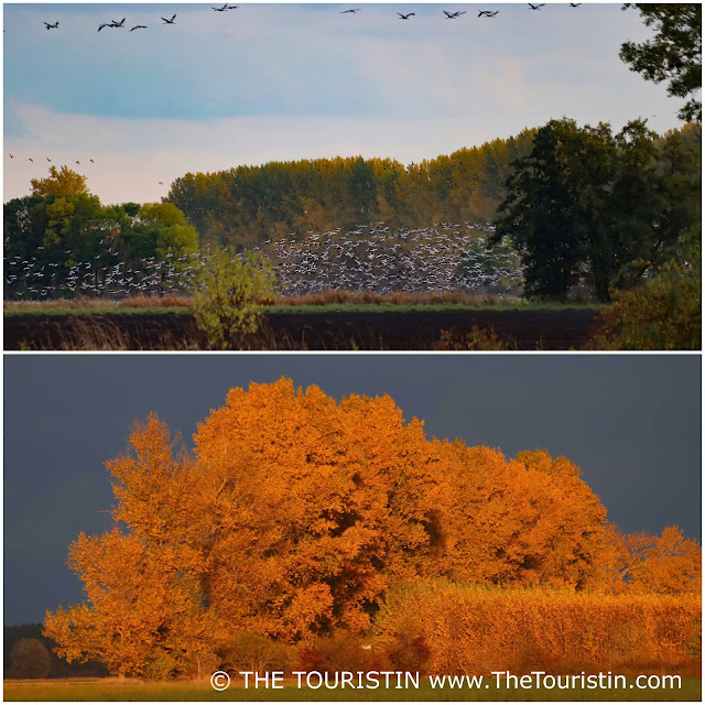 A large flock of grey cranes flying over autumn/fall coloured fields.