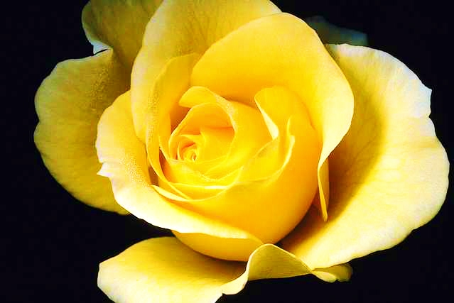 yellow roses pictures. True red is the rose