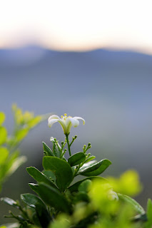 jasmine flowers