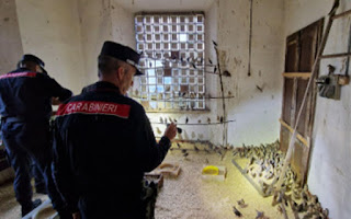 carabinieri forestali operazione turdus aureus