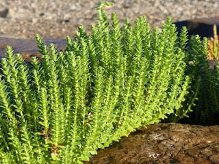 Glaux maritime - Lysimachia maritima - Glaux maritima - Glauce maritime