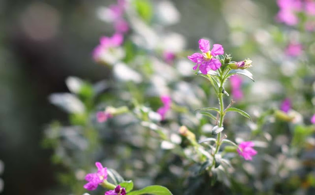 Mexican Heather Flowers Pictures