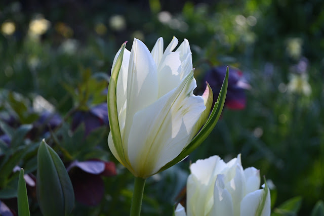 Tulp 'Exotic Emperor'