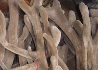 Velvet Antler, is a mainstay of traditional Chinese medicine.