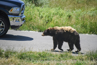 Yellowstone Bear World