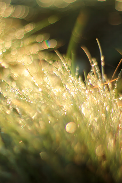 Bokeh Effect in the Grass - Dreamy Nature Photography by Mademoiselle Mermaid