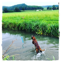 Boxer Amy liebt den Bach