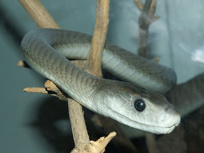 A black mamba snake on branches