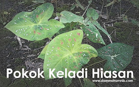 Pokok Keladi Hiasan