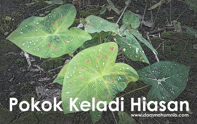 Pokok Keladi Hiasan