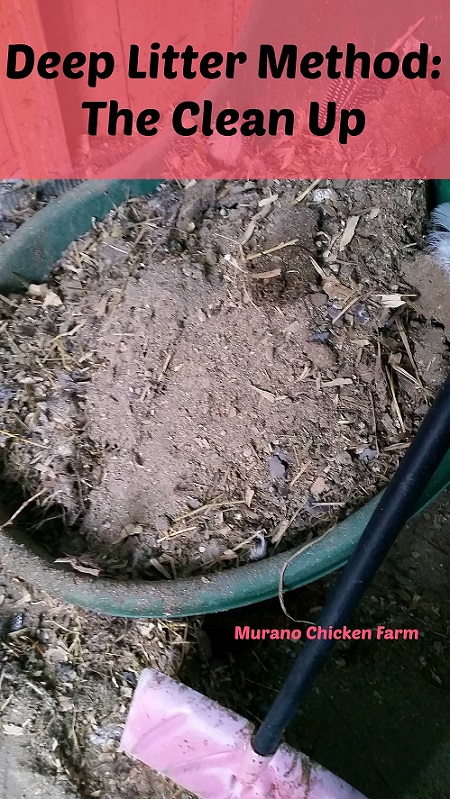 Deep Litter method the once a year clean up - Murano 