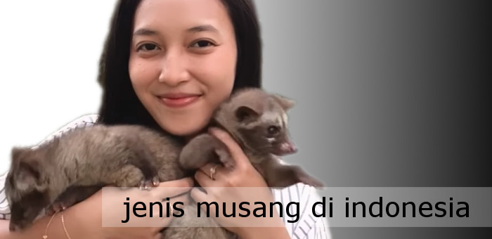 musang dan gadis cantik